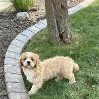 Sonya, a female Lhasa Apso for sale in Nappanee, IN – Photo 4 of 9