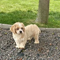 Sonya, a female Lhasa Apso for sale in Nappanee, IN – Photo 8 of 9