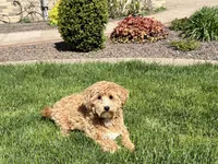 Jaden , a male Maltipoo for sale in Nappanee, IN – Photo 4 of 6