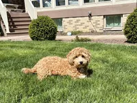 Jaden , a male Maltipoo for sale in Nappanee, IN – Photo 2 of 6