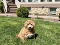 Jaden , a male Maltipoo for sale in Nappanee, IN – Photo 3 of 6