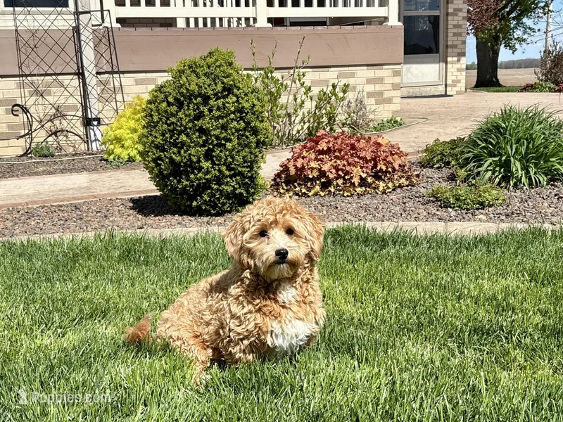 Jaden  – Maltipoo puppy for sale in Nappanee, IN