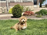 Jaden , a male Maltipoo for sale in Nappanee, IN – Photo 1 of 6