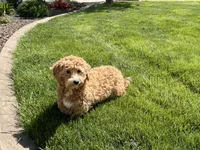 Jaden , a male Maltipoo for sale in Nappanee, IN – Photo 6 of 6
