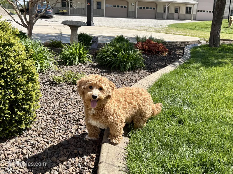Jaden  – Maltipoo puppy for sale in Nappanee, IN