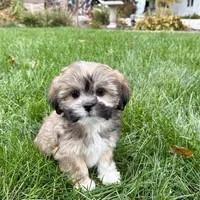 Lila, a female Lhasa Apso for sale in Nappanee, IN – Photo 6 of 9