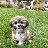 Lila, a female Lhasa Apso for sale in Nappanee, IN – Photo 1 of 9