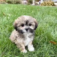 Lila, a female Lhasa Apso for sale in Nappanee, IN – Photo 5 of 9