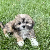 Lila, a female Lhasa Apso for sale in Nappanee, IN – Photo 8 of 9