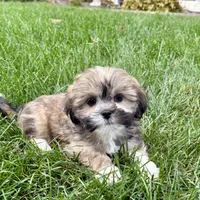 Lila, a female Lhasa Apso for sale in Nappanee, IN – Photo 4 of 9