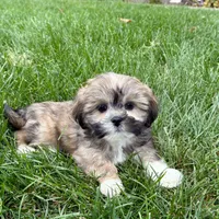 Lila, a female Lhasa Apso for sale in Nappanee, IN – Photo 9 of 9