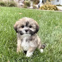 Lila, a female Lhasa Apso for sale in Nappanee, IN – Photo 3 of 9