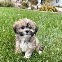 Lila, a female Lhasa Apso for sale in Nappanee, IN – Photo 2 of 9