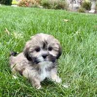 Lila, a female Lhasa Apso for sale in Nappanee, IN – Photo 7 of 9