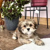 Teddy, a male Lhasa Apso for sale in Nappanee, IN – Photo 1 of 10