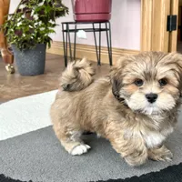 Teddy, a male Lhasa Apso for sale in Nappanee, IN – Photo 6 of 10