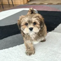 Teddy, a male Lhasa Apso for sale in Nappanee, IN – Photo 2 of 10