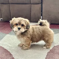 Teddy, a male Lhasa Apso for sale in Nappanee, IN – Photo 10 of 10