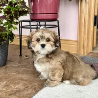 Teddy, a male Lhasa Apso for sale in Nappanee, IN – Photo 5 of 10