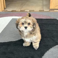 Teddy, a male Lhasa Apso for sale in Nappanee, IN – Photo 8 of 10