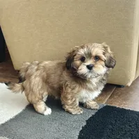 Teddy, a male Lhasa Apso for sale in Nappanee, IN – Photo 9 of 10