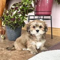Teddy, a male Lhasa Apso for sale in Nappanee, IN – Photo 4 of 10