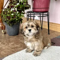 Teddy, a male Lhasa Apso for sale in Nappanee, IN – Photo 3 of 10