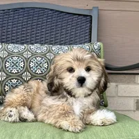 Tonya, a female Lhasa Apso for sale in Nappanee, IN – Photo 6 of 7