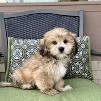 Tonya, a female Lhasa Apso for sale in Nappanee, IN – Photo 2 of 7