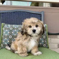 Tonya, a female Lhasa Apso for sale in Nappanee, IN – Photo 7 of 7