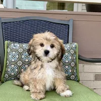 Tonya, a female Lhasa Apso for sale in Nappanee, IN – Photo 3 of 7