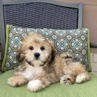 Tonya, a female Lhasa Apso for sale in Nappanee, IN – Photo 4 of 7