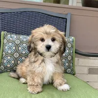 Tonya, a female Lhasa Apso for sale in Nappanee, IN – Photo 1 of 7