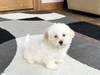 Peaches, a male Lhasa Apso for sale in Nappanee, IN – Photo 3 of 8