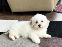 Peaches, a male Lhasa Apso for sale in Nappanee, IN – Photo 4 of 8