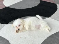 Peaches, a male Lhasa Apso for sale in Nappanee, IN – Photo 8 of 8