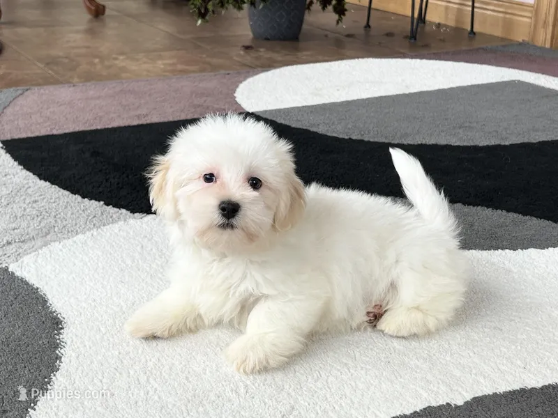 Peaches – Lhasa Apso puppy for sale in Nappanee, IN