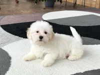 Peaches, a male Lhasa Apso for sale in Nappanee, IN – Photo 1 of 8