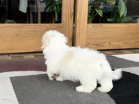 Peaches, a male Lhasa Apso for sale in Nappanee, IN – Photo 6 of 8