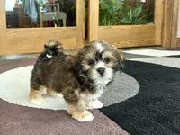 Plato, a male Lhasa Apso for sale in Nappanee, IN – Photo 2 of 7