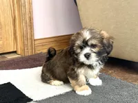 Plato, a male Lhasa Apso for sale in Nappanee, IN – Photo 7 of 7