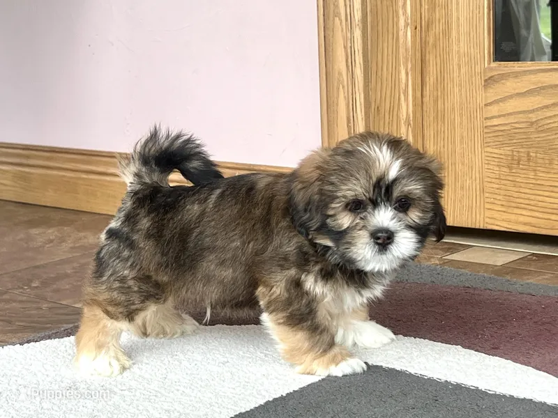 Plato – Lhasa Apso puppy for sale in Nappanee, IN