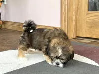 Plato, a male Lhasa Apso for sale in Nappanee, IN – Photo 6 of 7