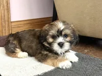 Plato, a male Lhasa Apso for sale in Nappanee, IN – Photo 4 of 7