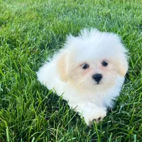 Princess, a female Lhasa Apso for sale in Nappanee, IN – Photo 4 of 7