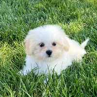 Princess, a female Lhasa Apso for sale in Nappanee, IN – Photo 1 of 7