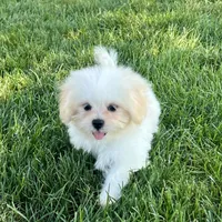 Princess, a female Lhasa Apso for sale in Nappanee, IN – Photo 2 of 7