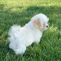 Princess, a female Lhasa Apso for sale in Nappanee, IN – Photo 5 of 7