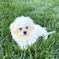 Princess, a female Lhasa Apso for sale in Nappanee, IN – Photo 7 of 7