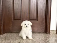 Simba, a male Maltese for sale in Nappanee, IN – Photo 2 of 5